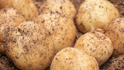 🥔 놓치면 후회! 햇감자 1박스 특가 후기 & 활용꿀팁 🥔
